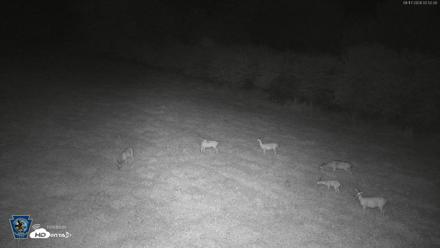 Pennsylvania Elk Live Webcam - Aug 17, 2026, 2:52am EDT