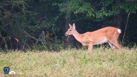 Pennsylvania Elk Live Webcam - Sep 6, 2026, 4:20pm EDT