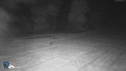 Pennsylvania Elk Live Webcam - Sep 7, 2026, 1:48am EDT