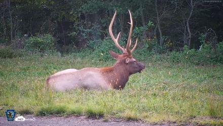 Pennsylvania Elk Live Webcam - Sep 9, 2026, 7:01pm EDT