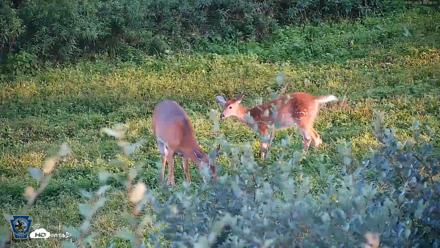 Pennsylvania Elk Live Webcam - Sep 5, 2026, 6:38pm EDT