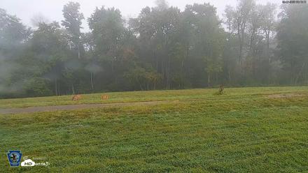 Pennsylvania Elk Live Webcam - Sep 7, 2026, 8:14am EDT