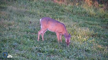 Pennsylvania Elk Live Webcam - Sep 5, 2026, 6:33pm EDT