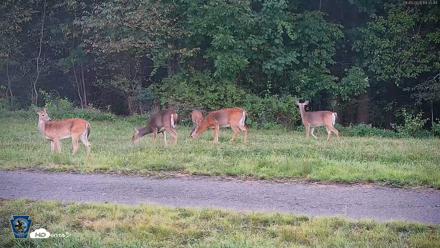 Pennsylvania Elk Live Webcam - Sep 5, 2026, 7:33pm EDT
