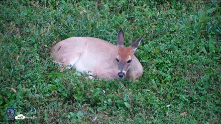 Pennsylvania Elk Live Webcam - Oct 1, 2026, 6:19pm EDT