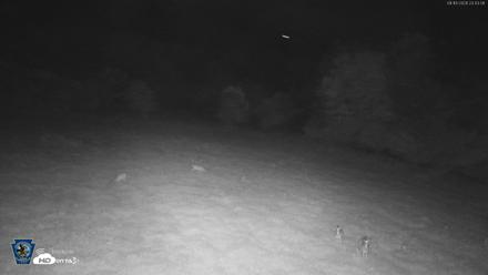 Pennsylvania Elk Live Webcam - Aug 16, 2026, 11:43pm EDT