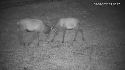 Pennsylvania Elk Live Webcam - Sep 4, 2025, 9:21pm EDT