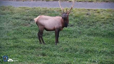 Pennsylvania Elk Live Webcam - Sep 9, 2026, 7:35pm EDT