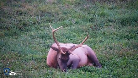 Pennsylvania Elk Live Webcam - Sep 8, 2026, 7:34pm EDT