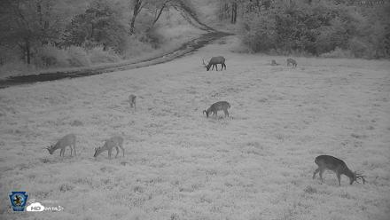 Pennsylvania Elk Live Webcam - Aug 11, 2026, 6:13am EDT