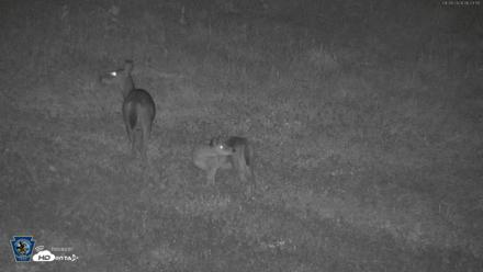 Pennsylvania Elk Live Webcam - Sep 28, 2026, 6:24am EDT