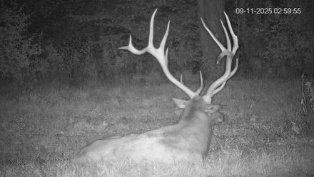 Pennsylvania Elk Live Webcam - Sep 11, 2025, 3:00am EDT