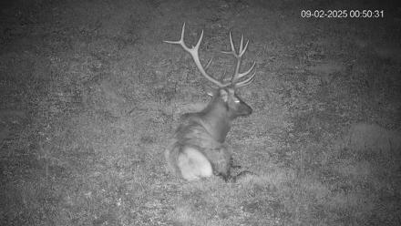 Pennsylvania Elk Live Webcam - Sep 2, 2025, 12:51am EDT