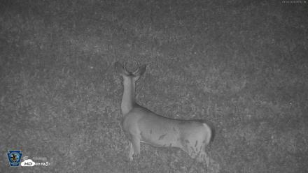 Pennsylvania Elk Live Webcam - Sep 28, 2026, 5:13am EDT