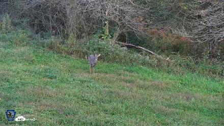 Pennsylvania Elk Live Webcam - Sep 30, 2026, 5:14pm EDT