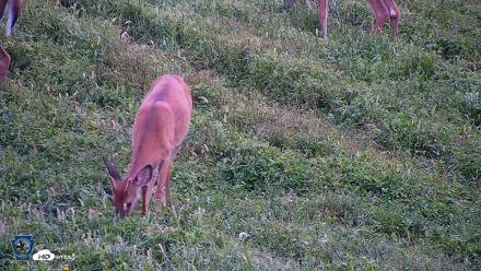 Pennsylvania Elk Live Webcam - Sep 5, 2026, 8:09am EDT