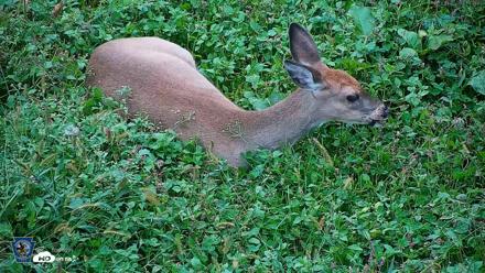 Pennsylvania Elk Live Webcam - Oct 2, 2026, 5:40pm EDT