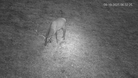 Pennsylvania Elk Live Webcam - Sep 19, 2025, 6:33am EDT