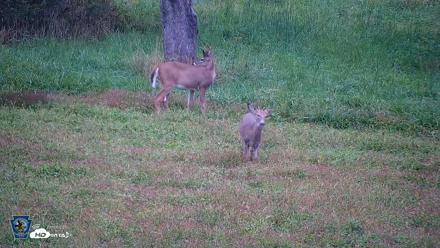 Pennsylvania Elk Live Webcam - Sep 28, 2026, 6:29pm EDT
