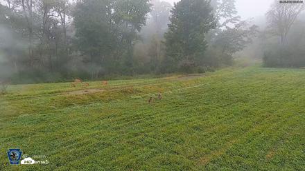 Pennsylvania Elk Live Webcam - Sep 6, 2026, 8:51am EDT