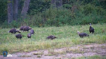 Pennsylvania Elk Live Webcam - Sep 8, 2026, 6:34pm EDT