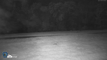 Pennsylvania Elk Live Webcam - Sep 27, 2026, 3:51am EDT