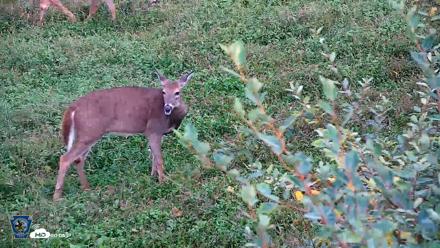 Pennsylvania Elk Live Webcam - Oct 1, 2026, 6:00pm EDT