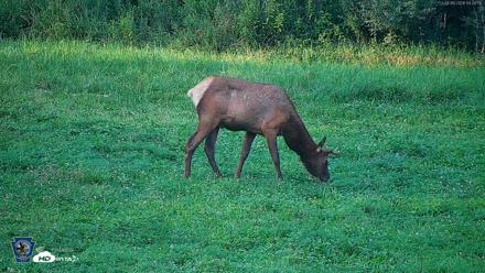 Pennsylvania Elk Live Webcam - Aug 6, 2026, 7:01pm EDT