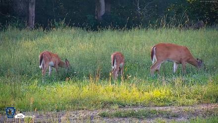 Pennsylvania Elk Live Webcam - Aug 27, 2026, 6:36pm EDT
