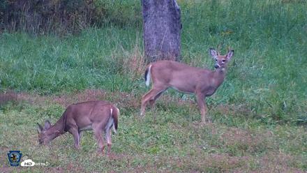Pennsylvania Elk Live Webcam - Sep 28, 2026, 6:29pm EDT