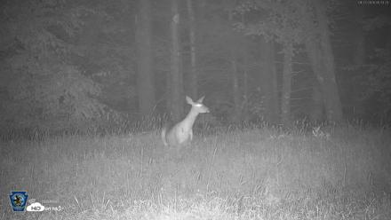 Pennsylvania Elk Live Webcam - Aug 27, 2026, 5:34am EDT