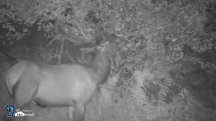 Pennsylvania Elk Live Webcam - Aug 11, 2026, 5:16am EDT