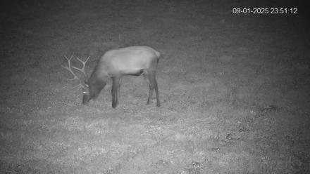 Pennsylvania Elk Live Webcam - Sep 1, 2025, 11:51pm EDT