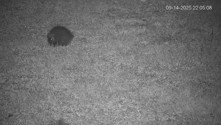 Pennsylvania Elk Live Webcam - Sep 14, 2025, 10:05pm EDT