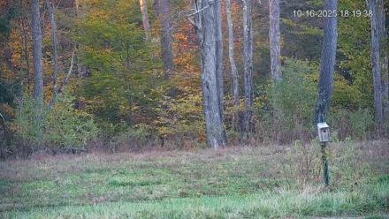 Pennsylvania Elk Live Webcam - Oct 16, 2025, 6:20pm EDT