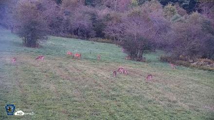 Pennsylvania Elk Live Webcam - Sep 8, 2026, 7:38pm EDT