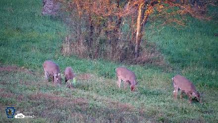Pennsylvania Elk Live Webcam - Oct 3, 2026, 6:28pm EDT