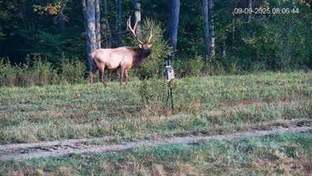 Pennsylvania Elk Live Webcam - Sep 9, 2025, 8:07am EDT