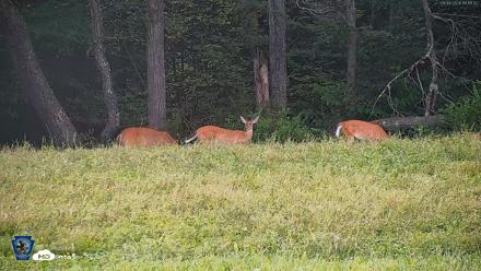 Pennsylvania Elk Live Webcam - Sep 4, 2026, 6:12pm EDT