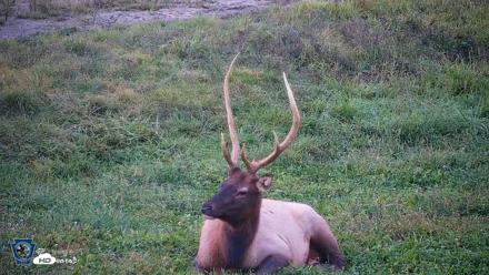 Pennsylvania Elk Live Webcam - Sep 8, 2026, 7:34pm EDT