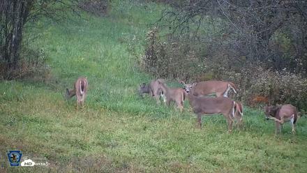 Pennsylvania Elk Live Webcam - Oct 1, 2026, 6:53pm EDT