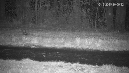 Pennsylvania Elk Live Webcam - Oct 13, 2025, 8:07pm EDT