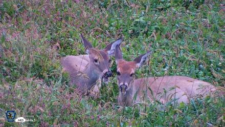 Pennsylvania Elk Live Webcam - Oct 1, 2026, 8:28am EDT