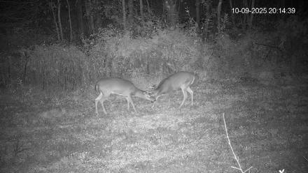 Pennsylvania Elk Live Webcam - Oct 9, 2025, 8:15pm EDT