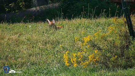 Pennsylvania Elk Live Webcam - Sep 6, 2026, 4:34pm EDT