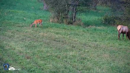 Pennsylvania Elk Live Webcam - Sep 8, 2026, 6:28pm EDT