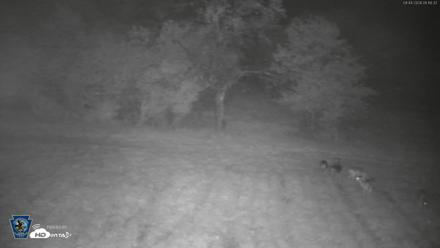 Pennsylvania Elk Live Webcam - Sep 4, 2026, 5:17am EDT