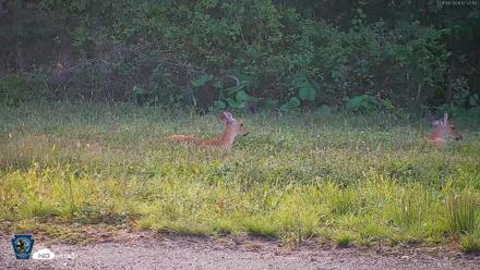 Pennsylvania Elk Live Webcam - Sep 8, 2026, 5:28pm EDT