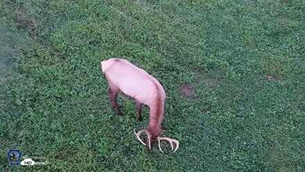Pennsylvania Elk Live Webcam - Sep 6, 2026, 7:46pm EDT