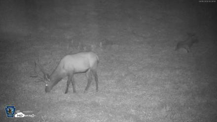 Pennsylvania Elk Live Webcam - Aug 11, 2026, 5:30am EDT